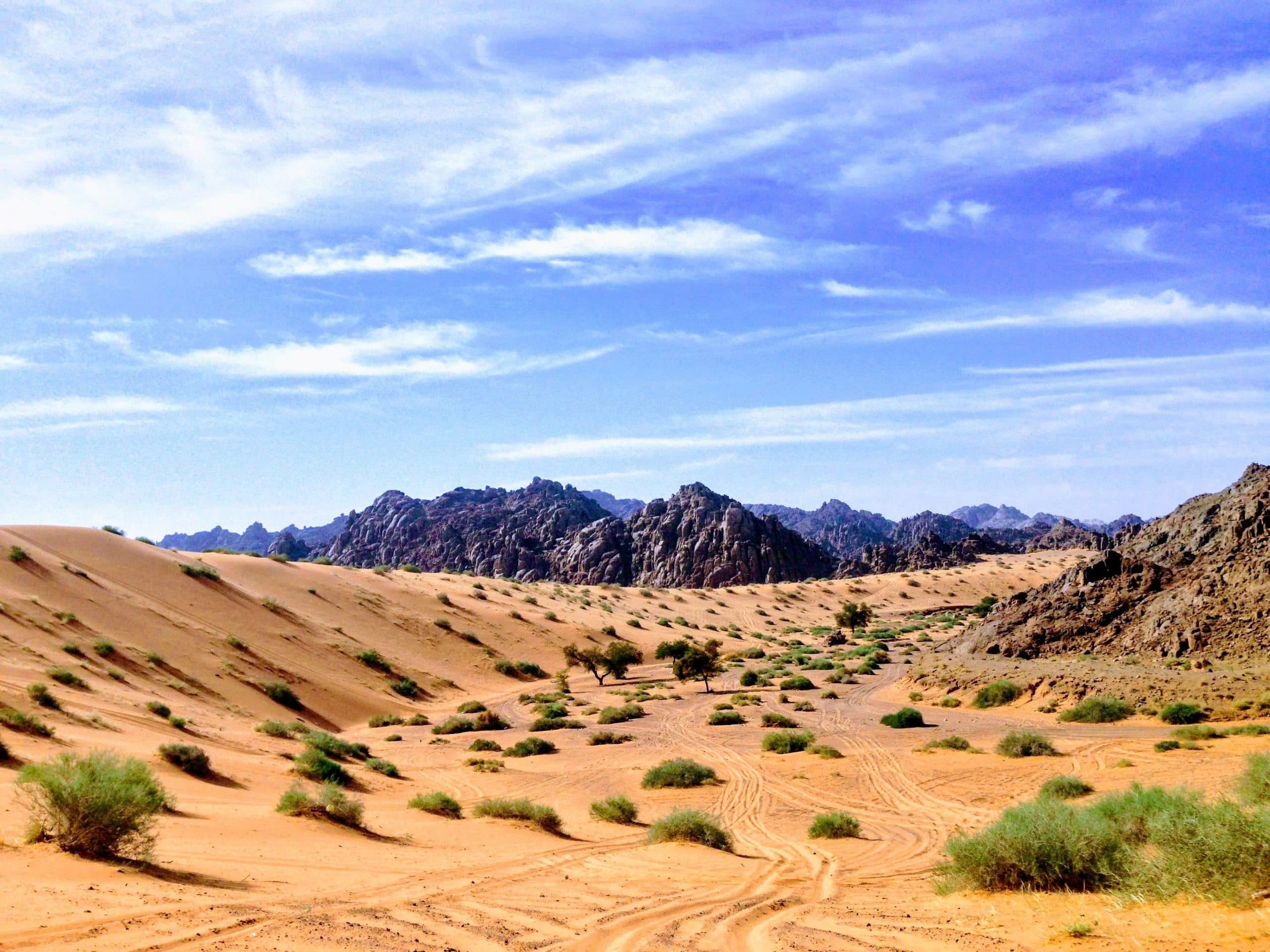 Desert wadi with shrubs and rocky mountains