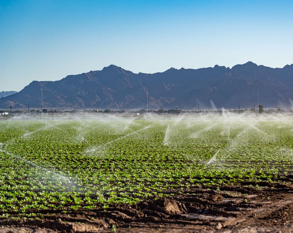 Sprinklers irrigating crop rows in front of mountains