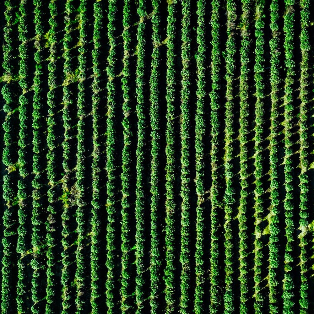 Aerial view of green crop rows