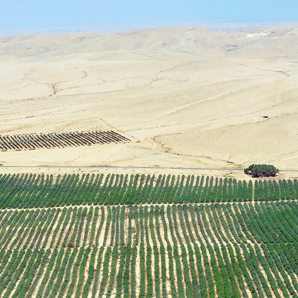 Green crop rows planted at the edge of a desert