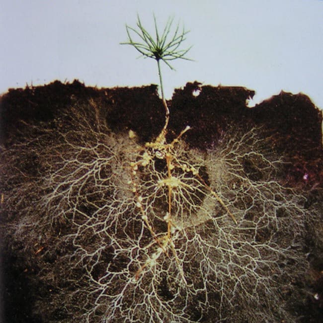 Seedling with its root system spreading through soil