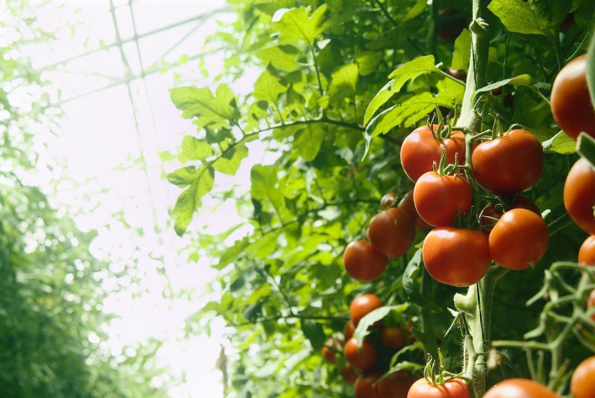 Ripe tomatoes on the vine in a greenhouse