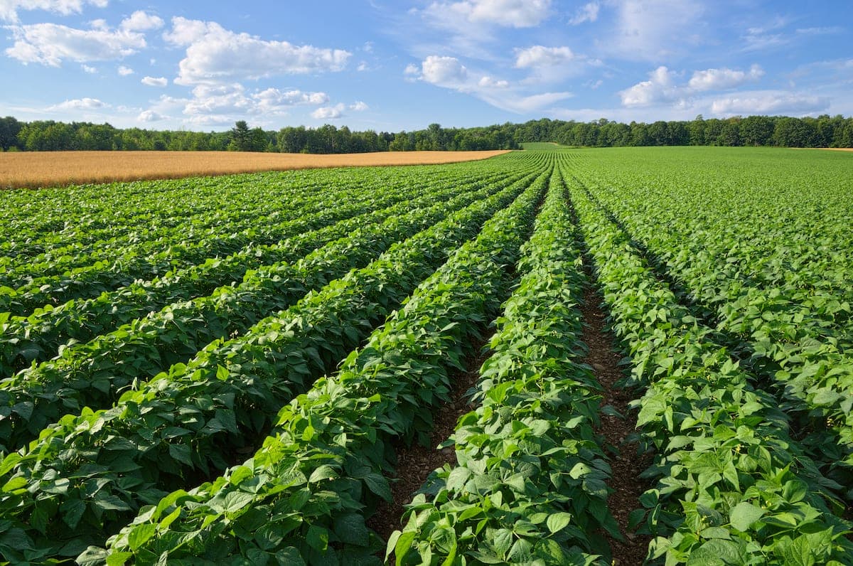 Rows of green crops in a farm field